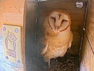An Owl Hooting Good Morning at Ramona Barn Owls Ranch