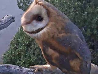 Owl Perched at Ramona Barn Owls Ranch