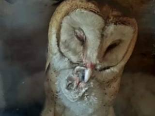 An Owl Enjoying his Morning at Ramona Barn Owls Ranch