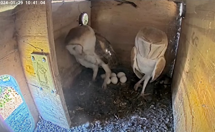 River and Songbird with Eggs